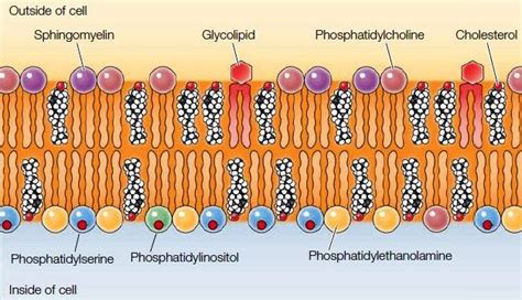 Plasma Membrane- Structure, Properties, Lipid Rafts and Glycolipids