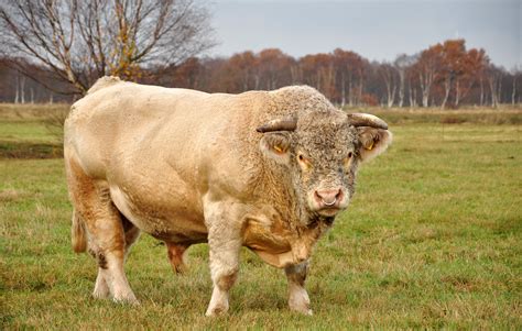 Breeding cattle - Charolais