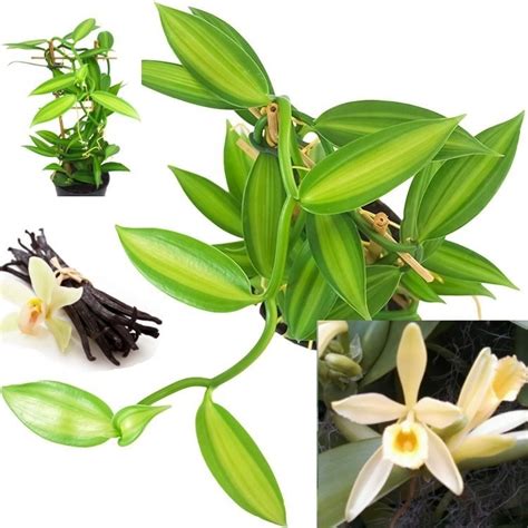 VARIEGATED Vanilla Orchid Plant - Vanilla planifolia - Madagascar ...