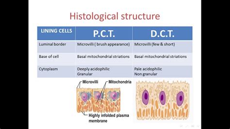 Renal system part 3: PCT ,DCT , loop of Henle and collecting tubules ...