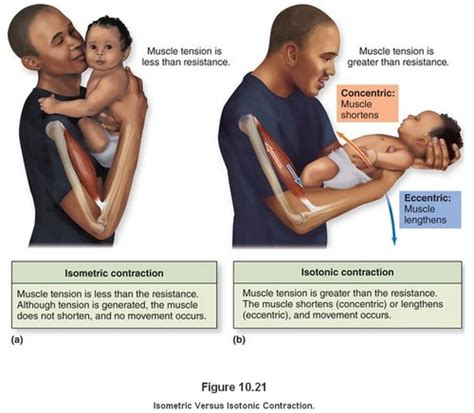 10.7 Factors Affecting Skeletal Muscle Tension Within the Body and 10 ...