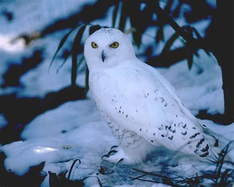 Snowy Owl Wallpapers - Wallpaper Cave