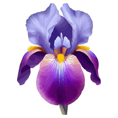 Iris icon png clipart free 23790839 PNG