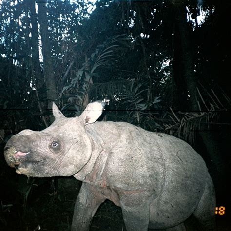 Baby Javan Rhinoceros