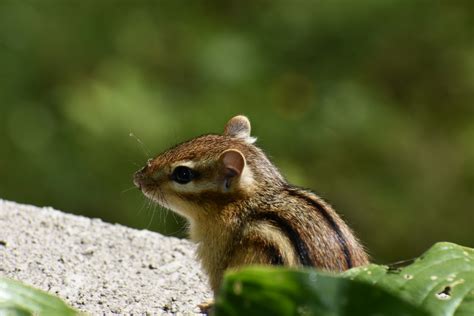 chipmunk-striped-2697690_1920 – Witchcraft & Pagan Lifestyle Blog, The ...