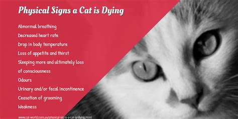 Signs Of Stroke In Older Cats - Cat Meme Stock Pictures and Photos