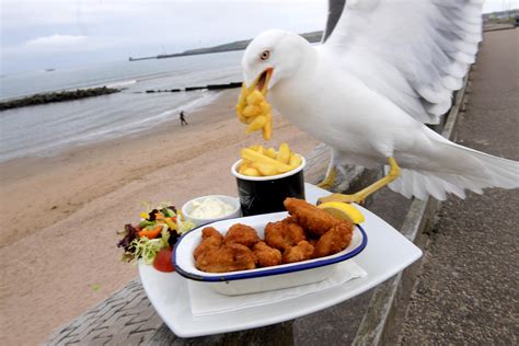 Aberdeen photographer captures bizarre moment cheeky seagull photobombs ...