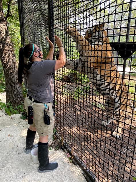 Assiniboine Park Zoo says goodbye to beloved Amur tiger, headed for ...