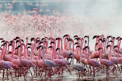 When to see Flamingos on Lake Nakuru National Park | Lake Nakuru