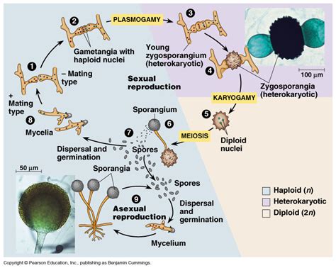 Reproduction/Life Cycle - Zygomycota