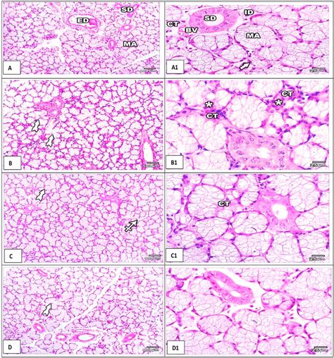 Mucous Acini Histology