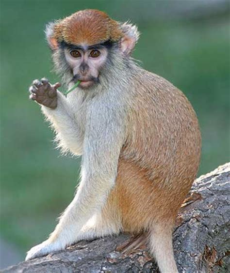 Patas Monkey - Fastest on the Ground | Animal Pictures and Facts ...