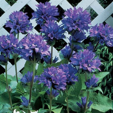 Summer Flowering Perennials For Shade - Top 10 Summer Blooming ...