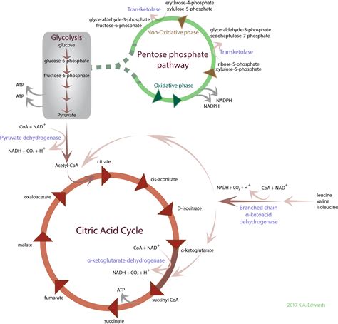 Thiamine Biochemistry