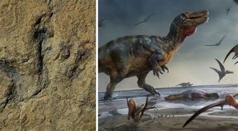 Ilmuwan Temukan Ribuan Jejak Kaki Dinosaurus Berusia 150 Juta Tahun di ...