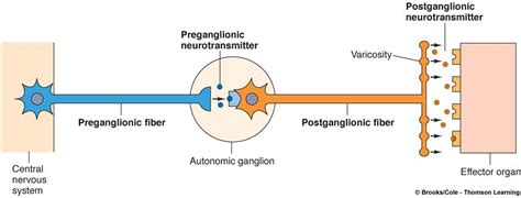 Associate Degree Nursing Physiology Review | Physiology, Peripheral ...