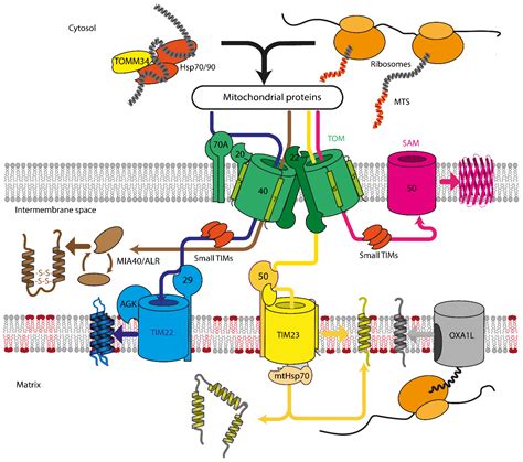 Cells | Free Full-Text | Role of Mitochondrial Protein Import in Age ...