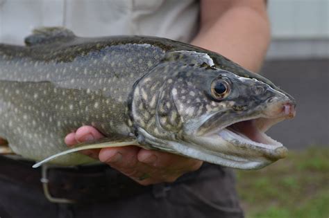 How to Fish for Lake Trout | GearJunkie