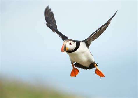 What's the Difference Between a Penguin and a Puffin? - American Oceans