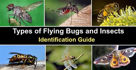 Types of Flying Bugs and Insects (With Pictures) - Identification Guide