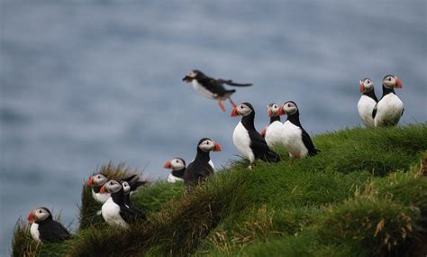 Puffin & Bird Watching | from Reykjavík's Old Harbour