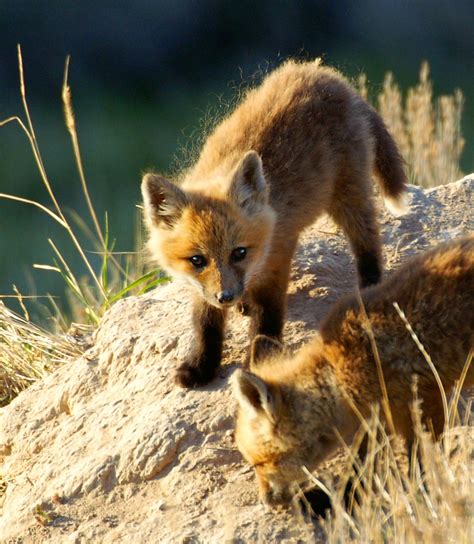 Idaho - Wildlife | Bureau of Land Management