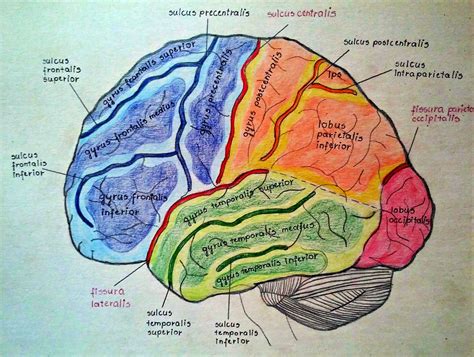 Telencephalon anatomy | Brain anatomy and function, Brain anatomy ...