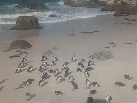 Kaapstad: Pinguïns kijken bij Boulders Beach Halve Dag Tour | GetYourGuide