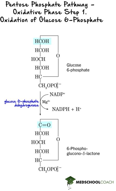 Pentose Phosphate Pathway – MCAT Biochemistry | MedSchoolCoach