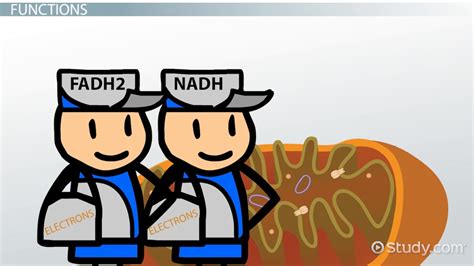 FADH2 & NADH: Definition & Overview - Lesson | Study.com