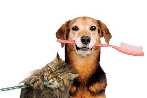 Dental disease in dogs and cats | Fishguard Vets