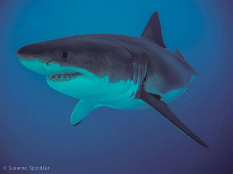 White Shark, Carcharodon carcharias (Linnaeus, 1758) - The Australian ...