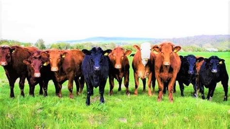 Rancher has trained cattle to pose for photos | The Spoof