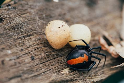 Black Widow Spider Eggs