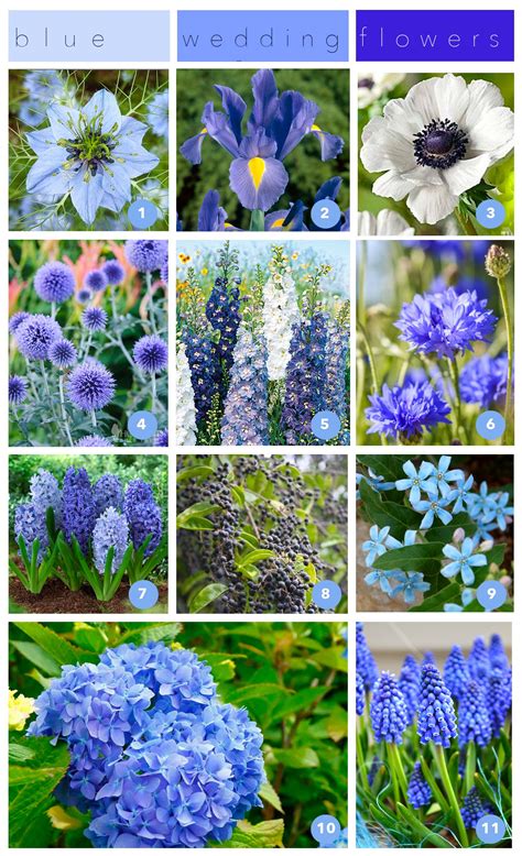 Blue Flowers - The Best Blue Wedding Flowers in the Colour of the Year ...