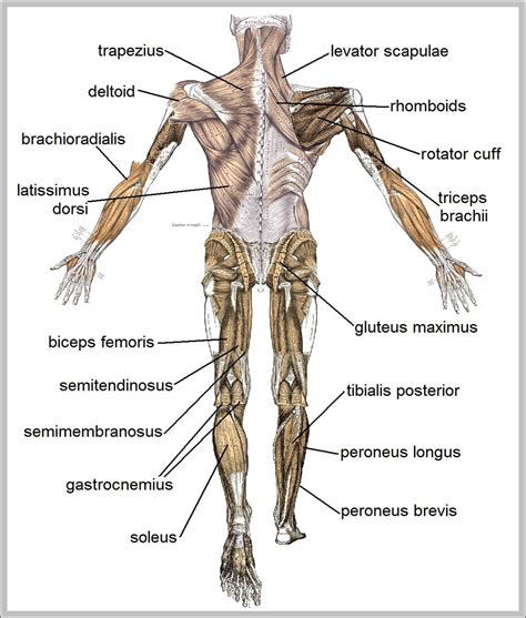 labeled muscular system diagram | Anatomy System - Human Body Anatomy ...