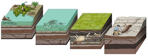 Section 3: Animals | 8th Grade North Dakota Studies