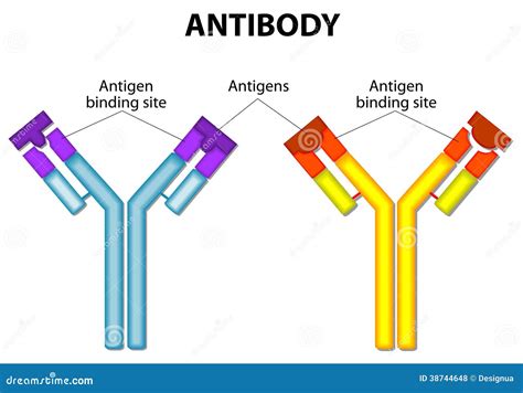 Antibody And Antigen Royalty Free Stock Photos - Image: 38744648