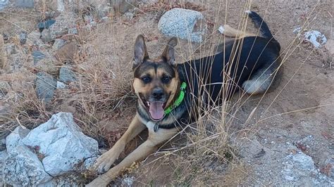 Amazing survival! Dog lives through terrifying mountain lion attack ...