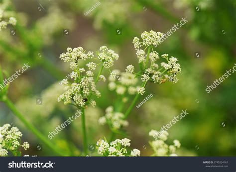 4,327 Celery Flowers Stock Photos, Images & Photography | Shutterstock