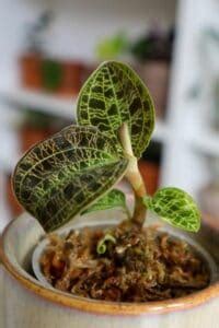 Jewel Orchid 101: How to Grow Real Gems (Varieties & Care)