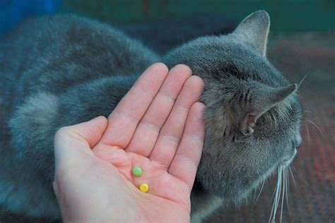 Tricks for Getting Your Cat To Take Her Pills - Tufts Catnip