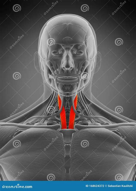 Anatomy Illustration - Sternothyroid Stock Illustration - Illustration ...