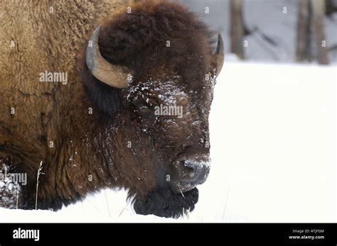 American Buffalo OR Bison, Bison bison, In snow. Photographed in ...