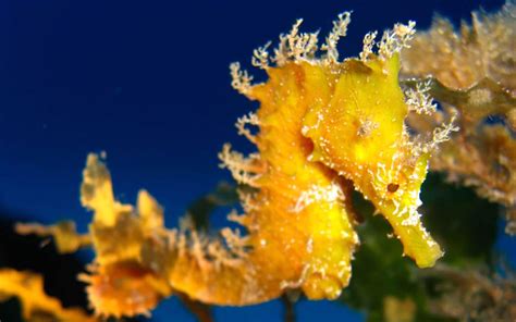 Seahorse: Characteristics, reproduction, habitat and more