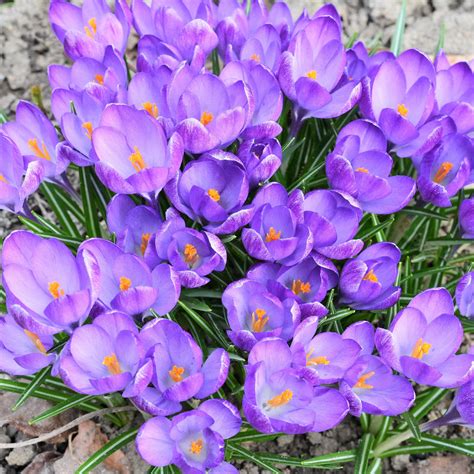 Crocus Sativas Bulbs | Grow Your Own Culinary Saffron Crocus – Easy To ...