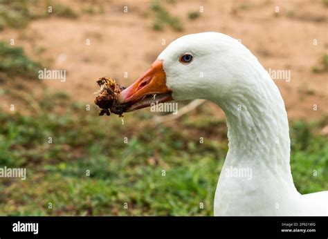 white goose with blue eyes closeup eating meat in its orange beak ...