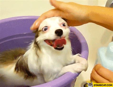 Washing dog silly GIF animation | StareCat.com