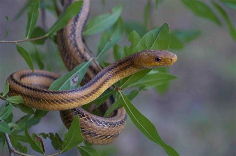 Eastern Ratsnake in May 2012 by Moses Michelsohn · iNaturalist