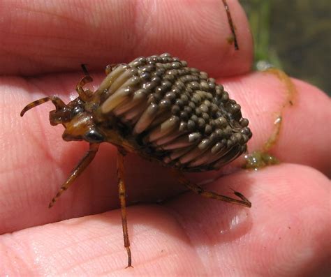 Pics For > Giant Water Bug Eggs Hatching | Trypophilia | Pinterest ...